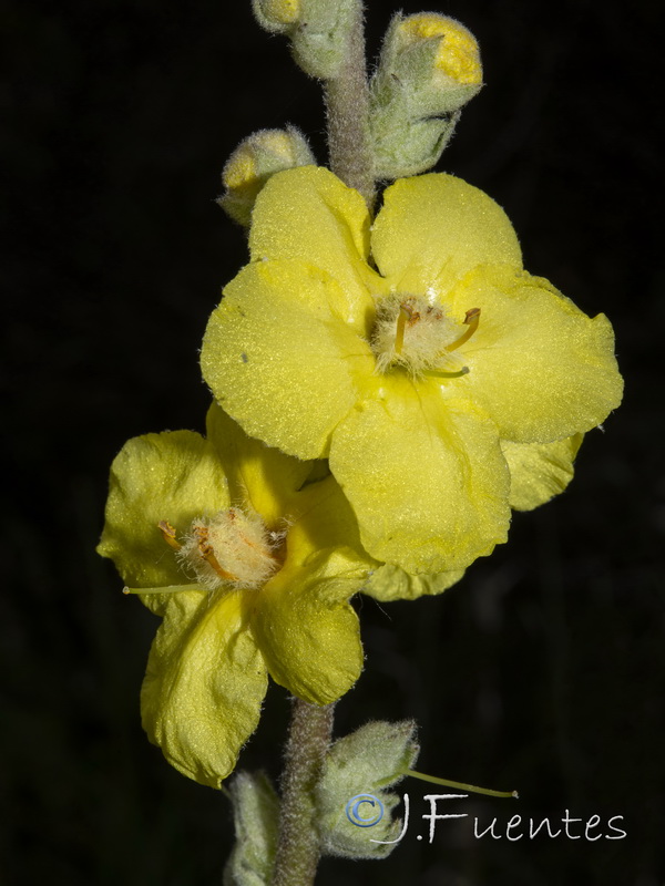 Verbascum simplex.08