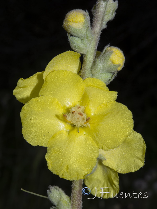 Verbascum simplex.09