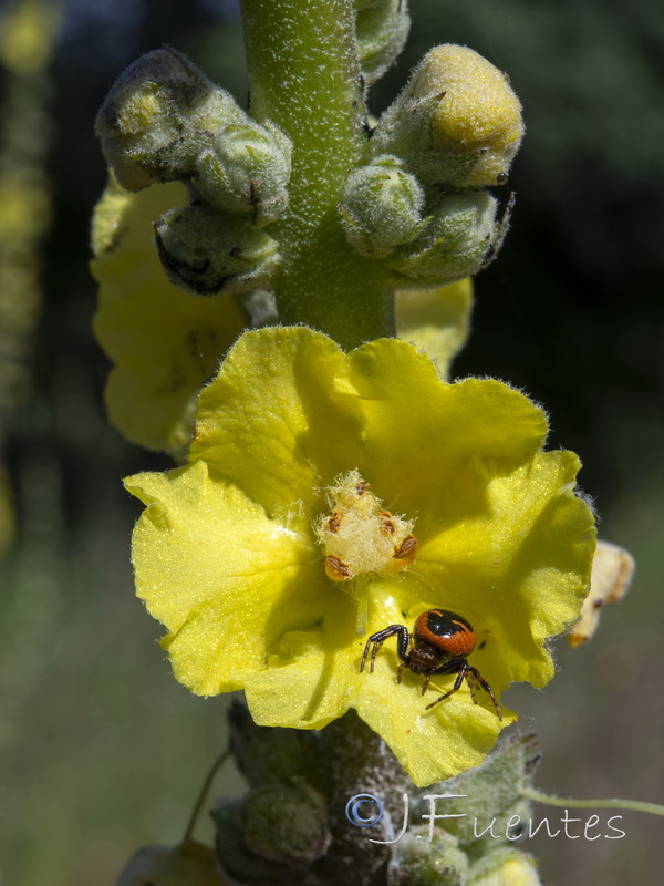 Verbascum simplex.10