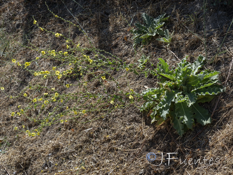 Verbascum sinuatum.01