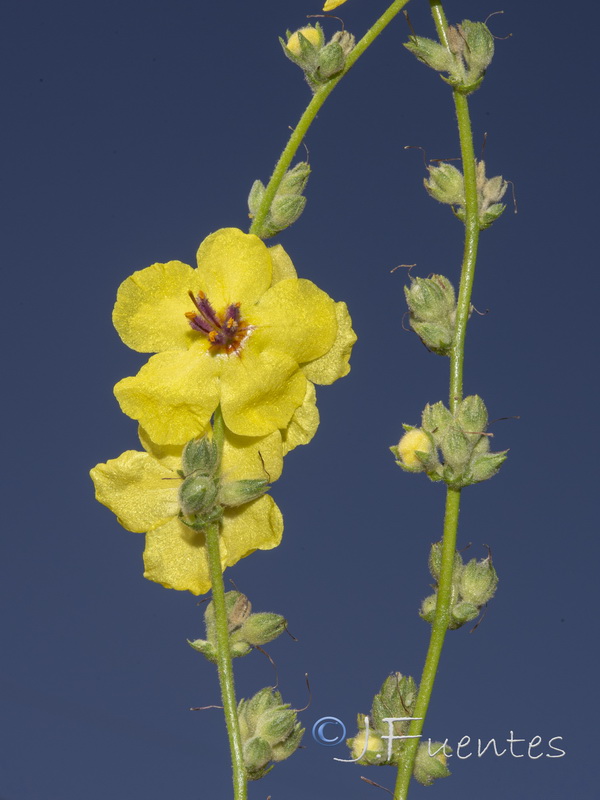 Verbascum sinuatum.02