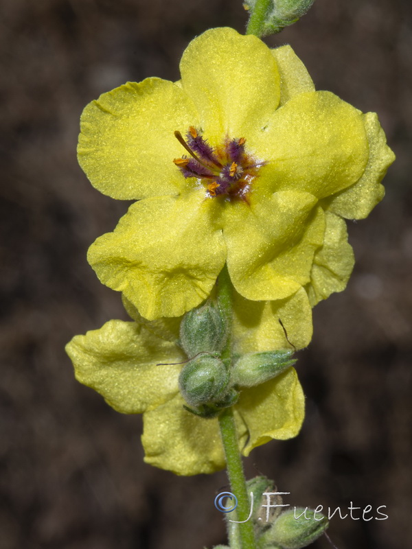 Verbascum sinuatum.03