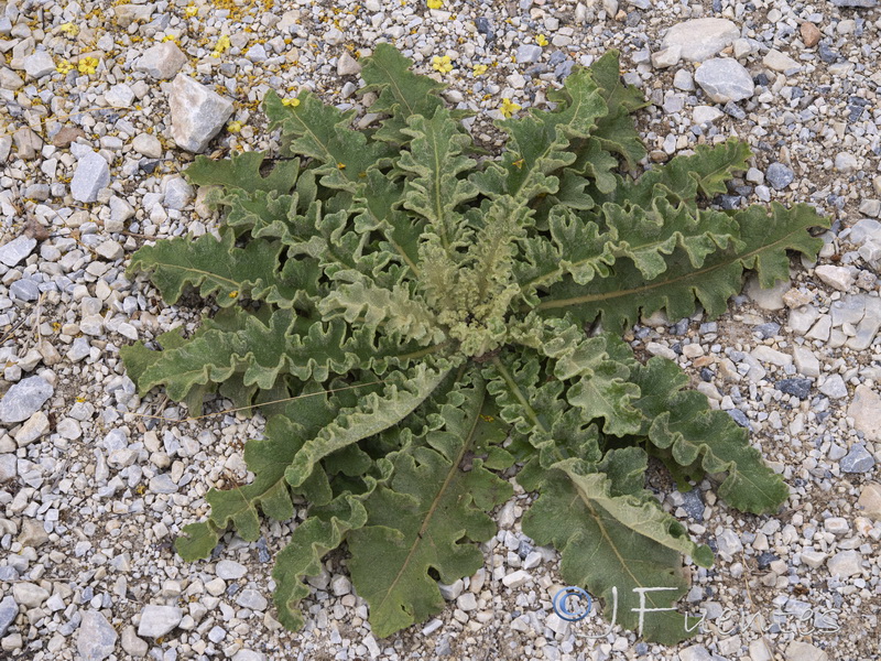 Verbascum sinuatum.04