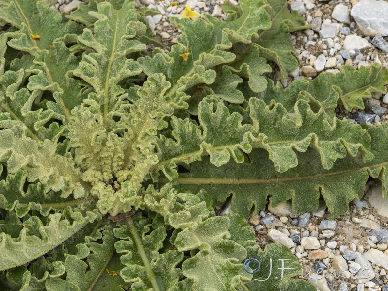 Verbascum sinuatum.05