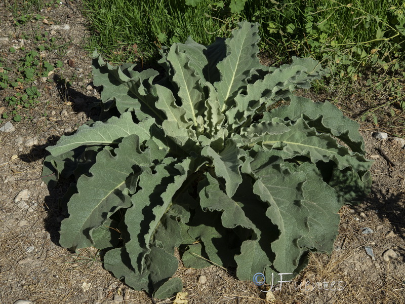 Verbascum sinuatum.04