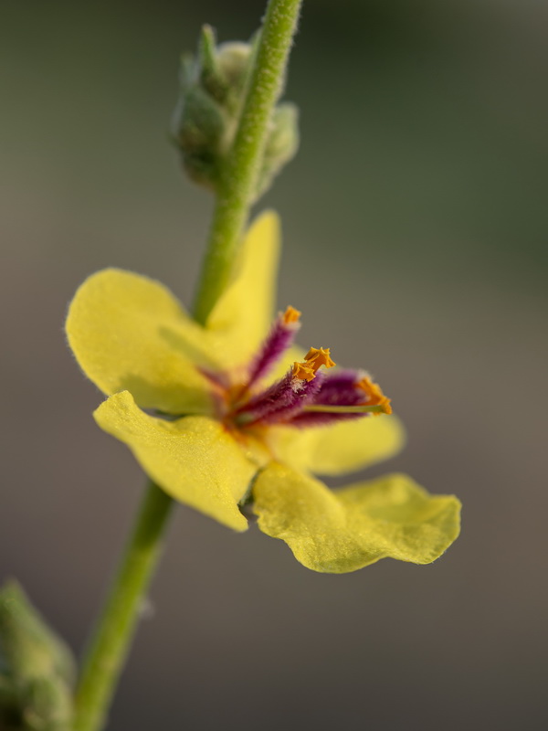 Verbascum sinuatum.08