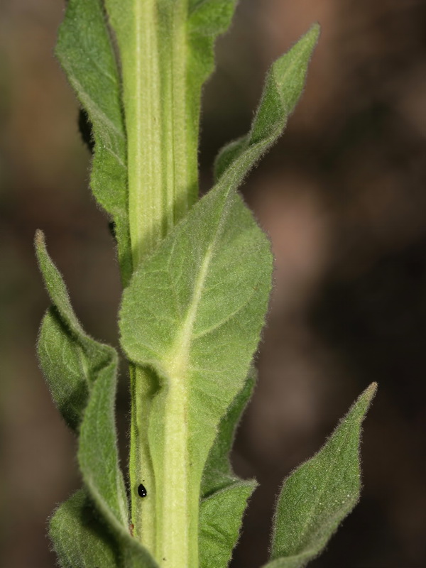 Verbascum thapsus.04