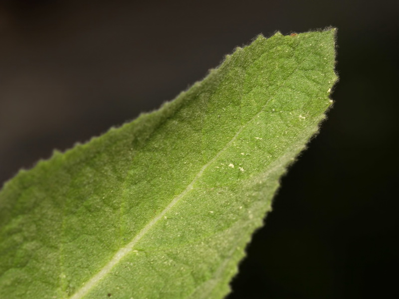Verbascum thapsus.05