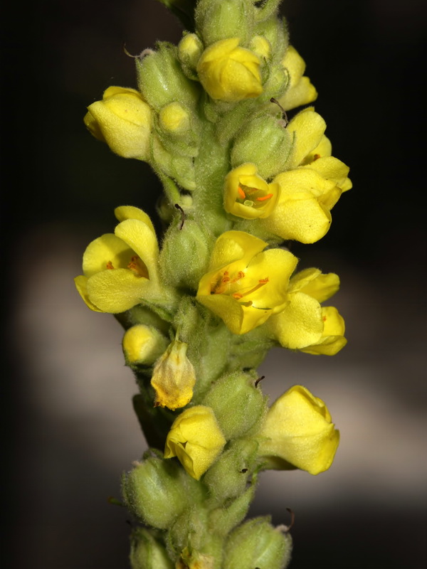 Verbascum thapsus.09