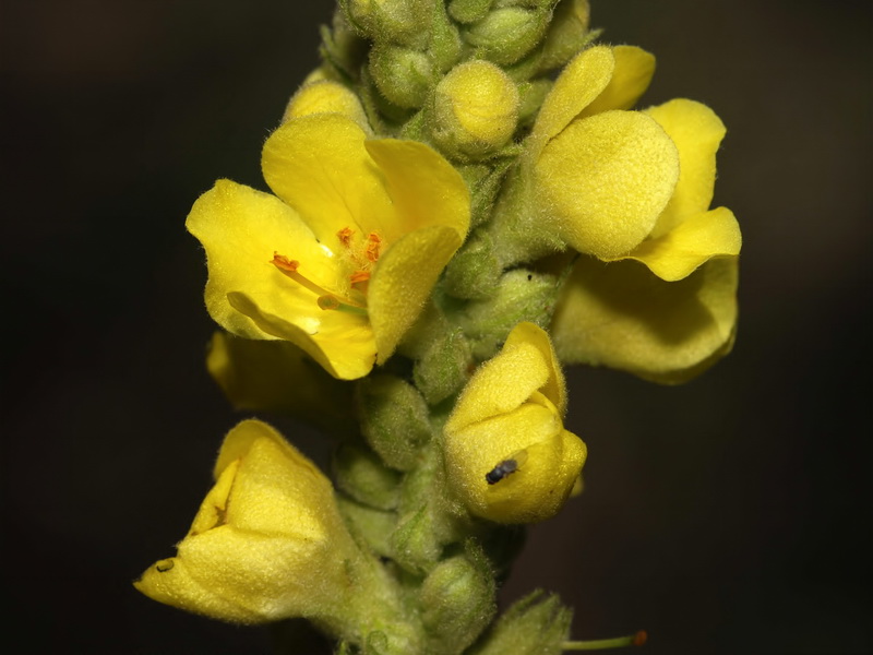 Verbascum thapsus.14