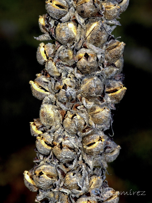 Verbascum thapsus.18