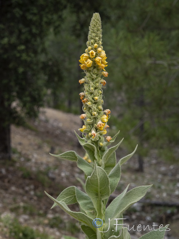 Verbascum thapsus.21