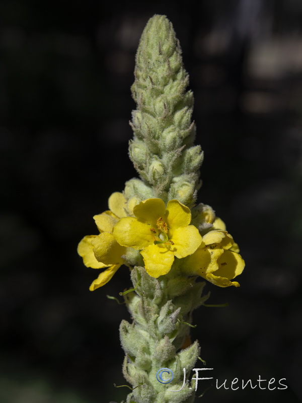 Verbascum thapsus.11