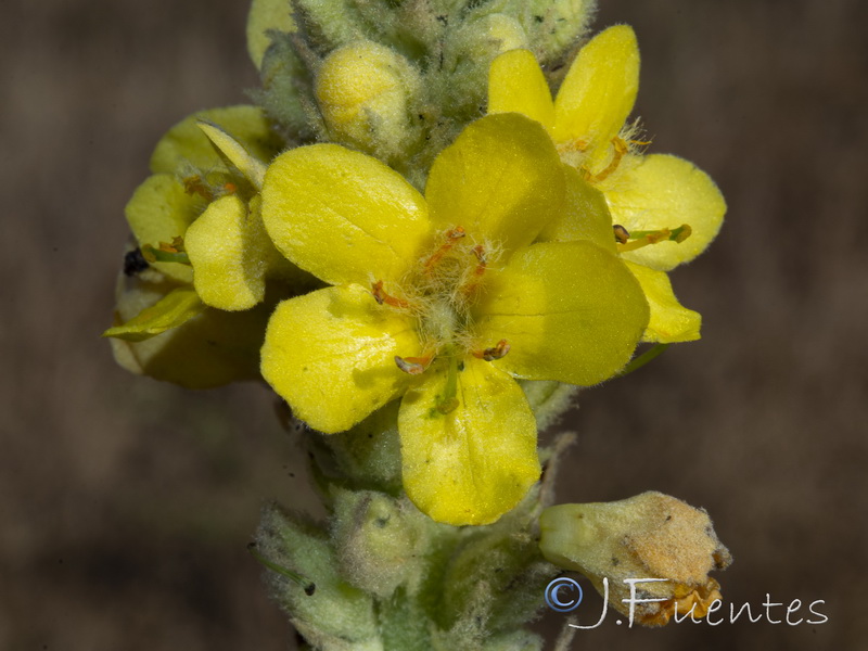 Verbascum thapsus.24