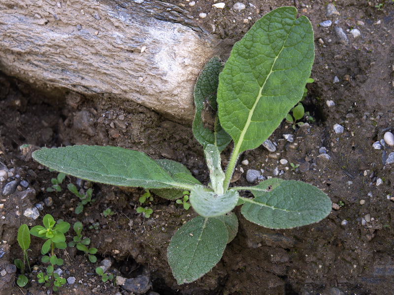 Verbascum thapsus.25