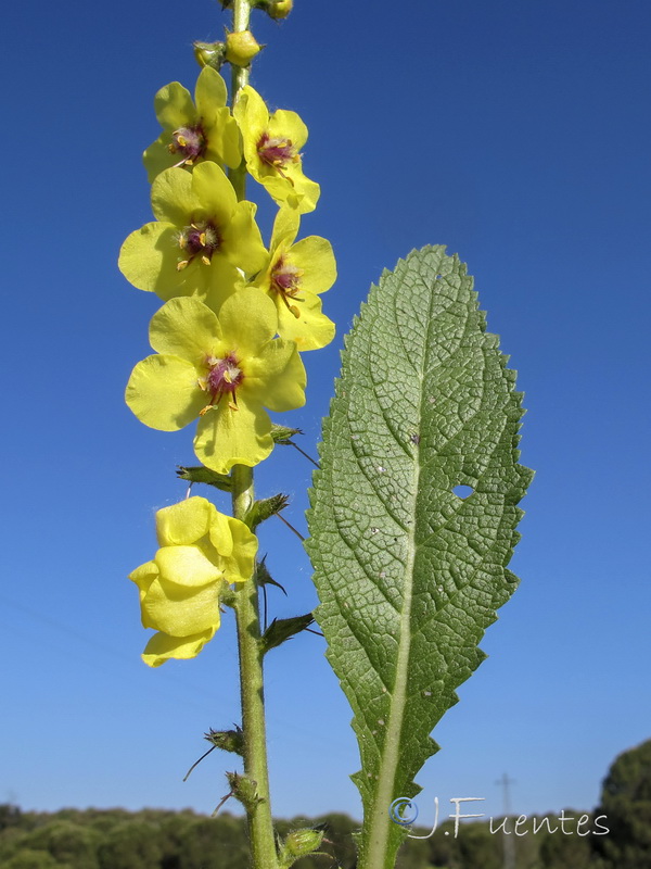 Verbascum virgatum.04