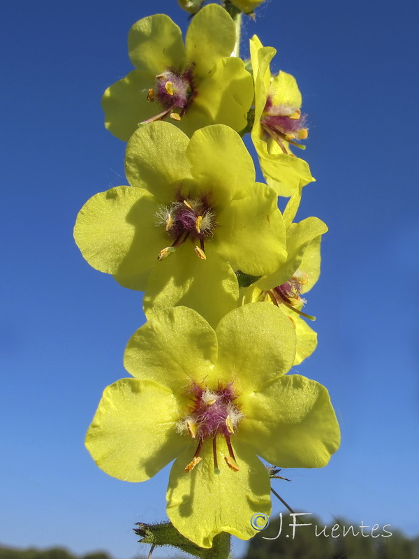 Verbascum virgatum.05