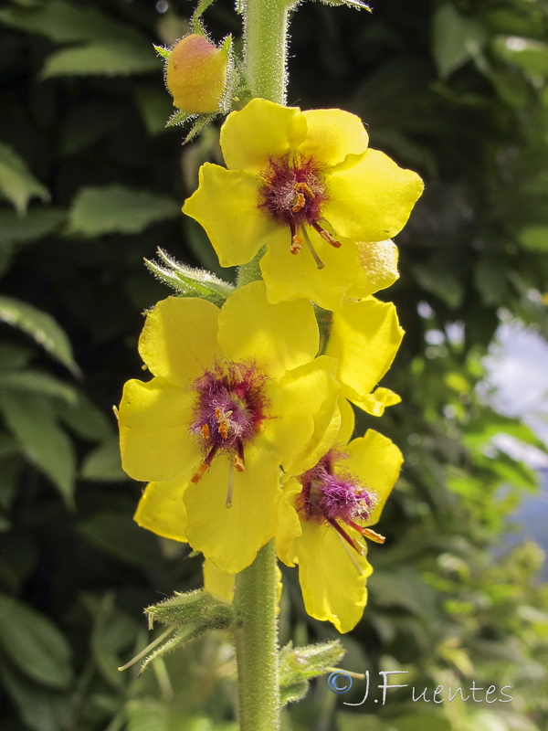 Verbascum virgatum.09