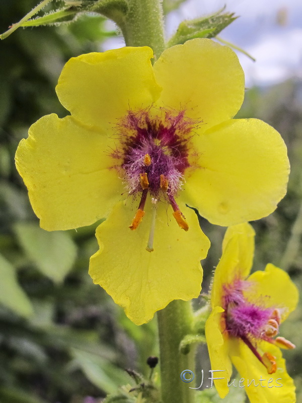 Verbascum virgatum.10