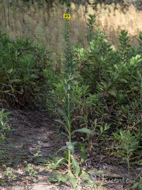 Verbascum virgatum.18