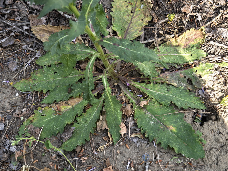 Verbascum virgatum.19