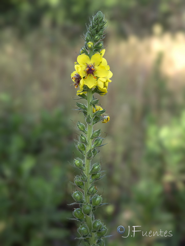 Verbascum virgatum.20