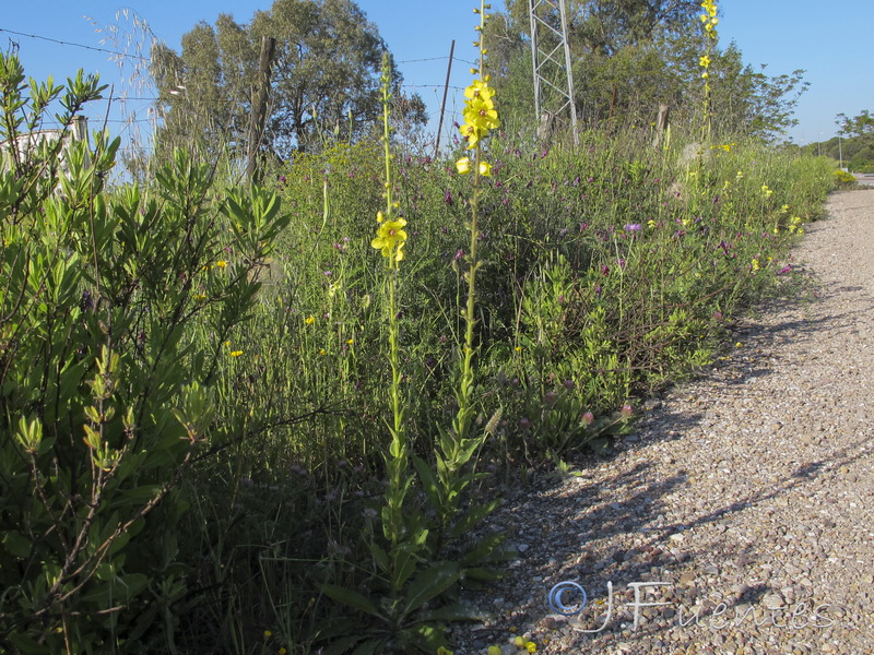 Verbascum virgatum.01