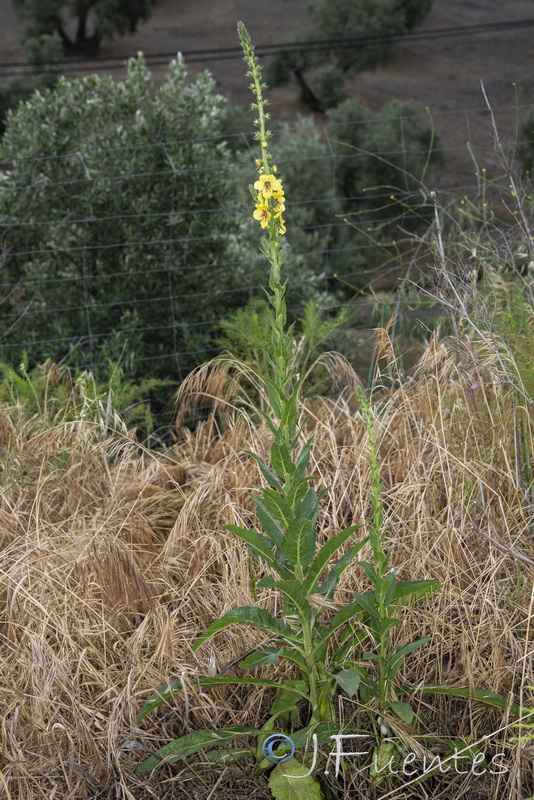 Verbascum virgatum12