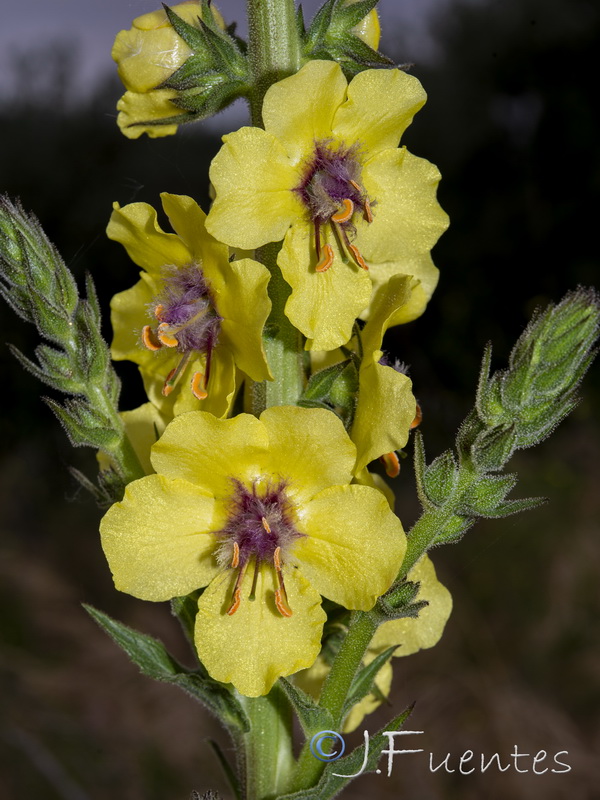 Verbascum virgatum14