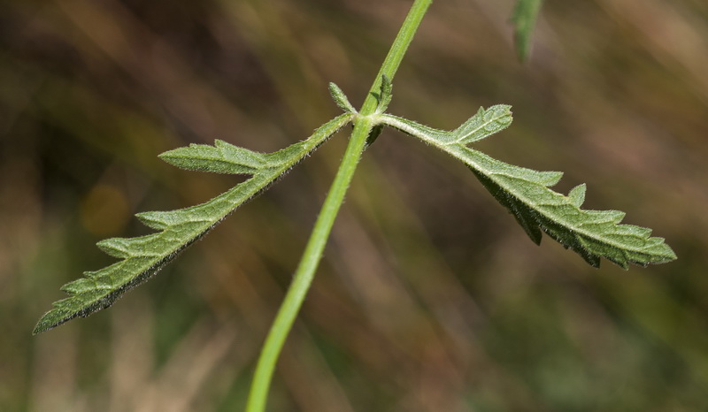 Verbena officinalis.03