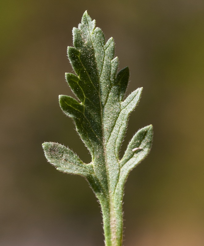 Verbena officinalis.05