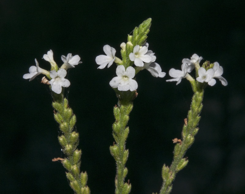 Verbena officinalis.06