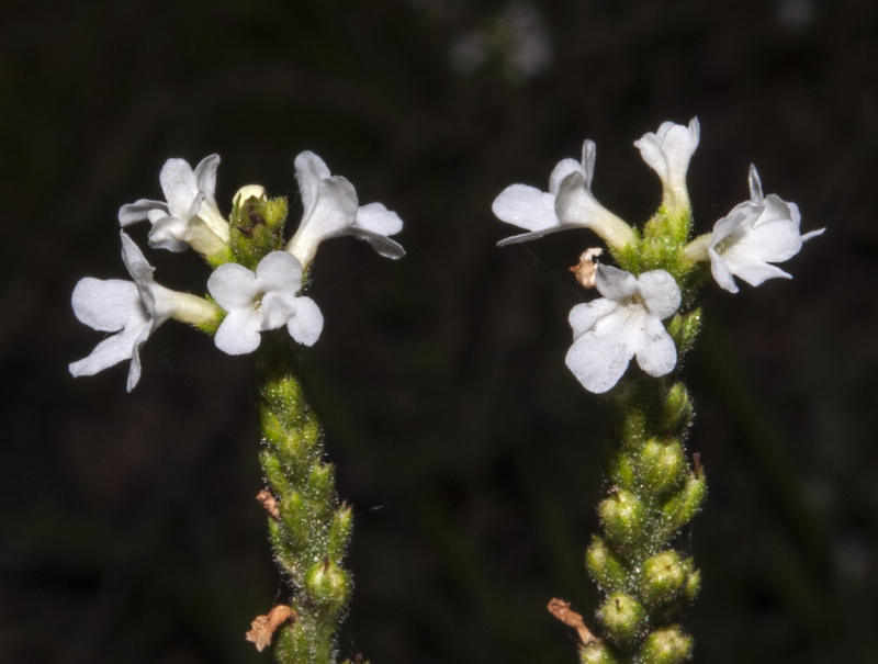 Verbena officinalis.07