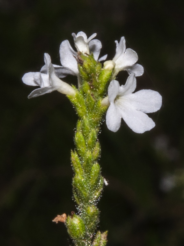 Verbena officinalis.09