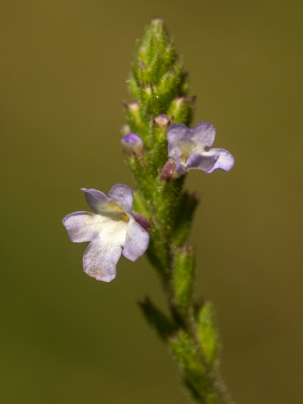 Verbena officinalis.10