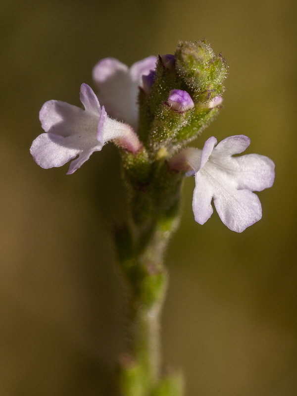 Verbena officinalis.11