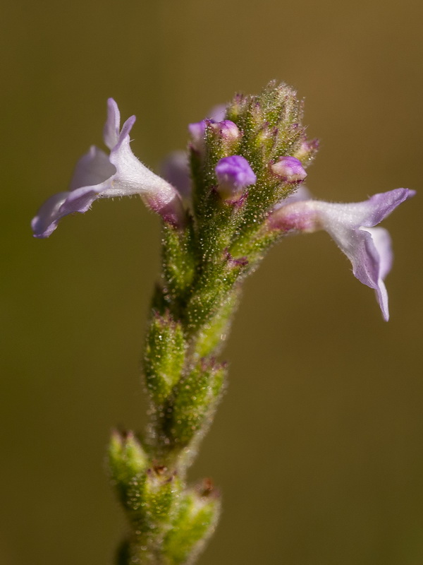 Verbena officinalis.12