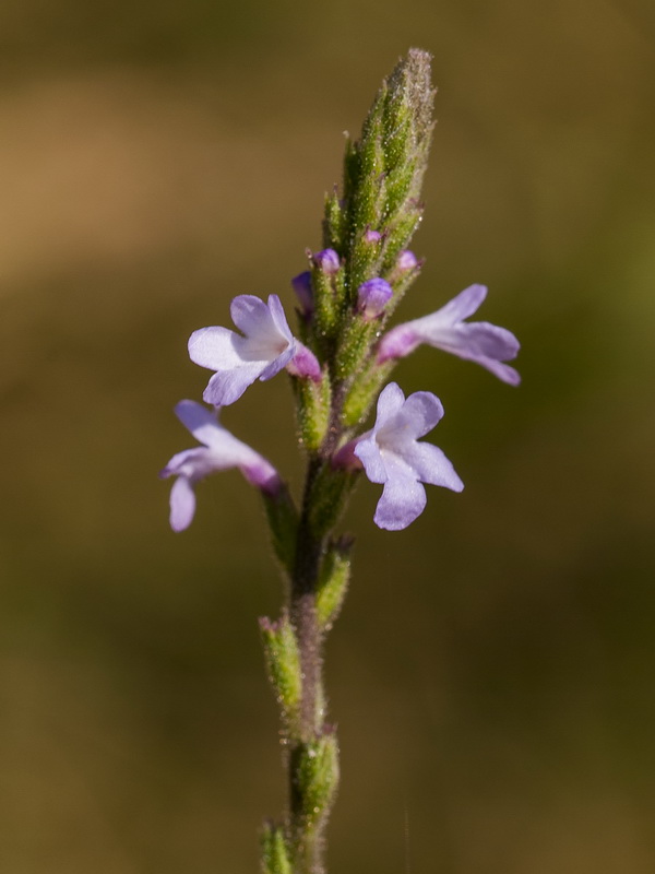 Verbena officinalis.13