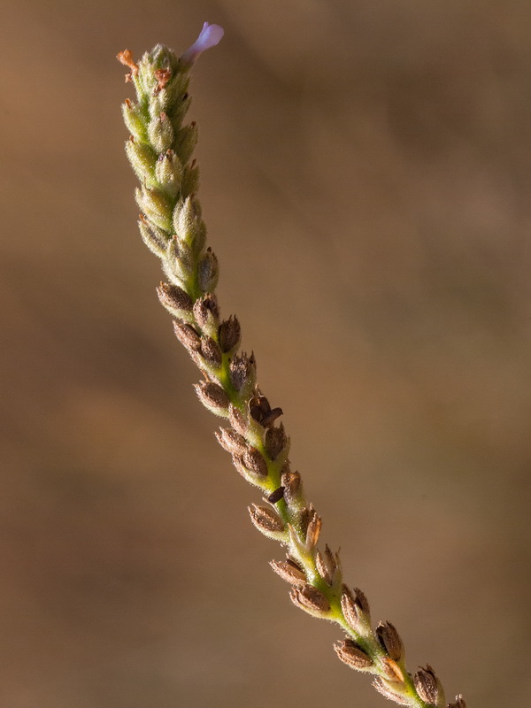 Verbena officinalis.14