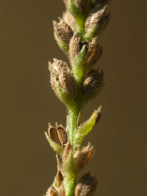 Verbena officinalis.15