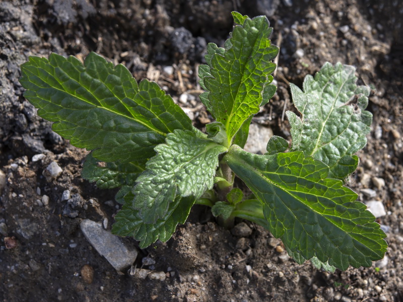 Verbena officinalis.17