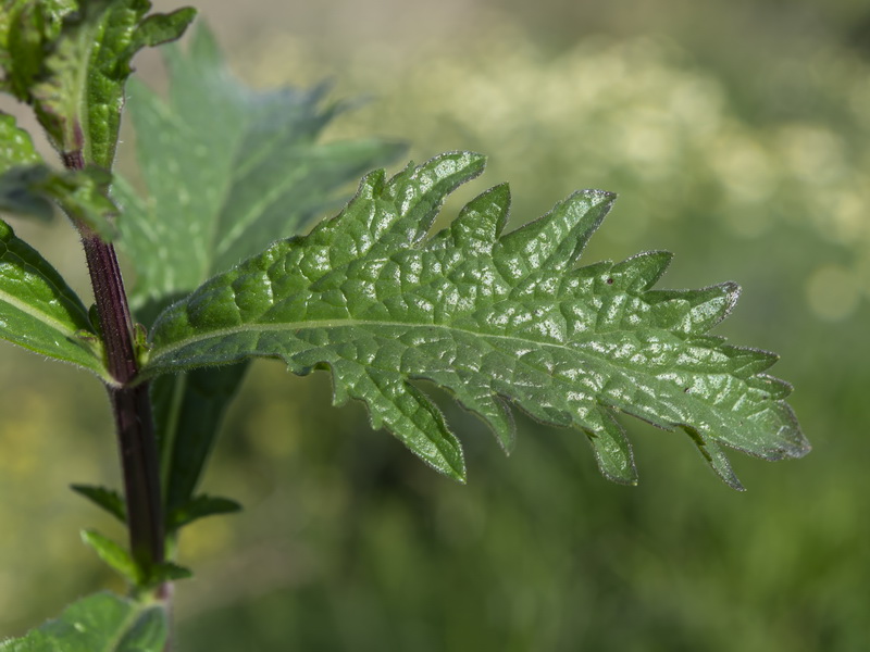 Verbena officinalis.19