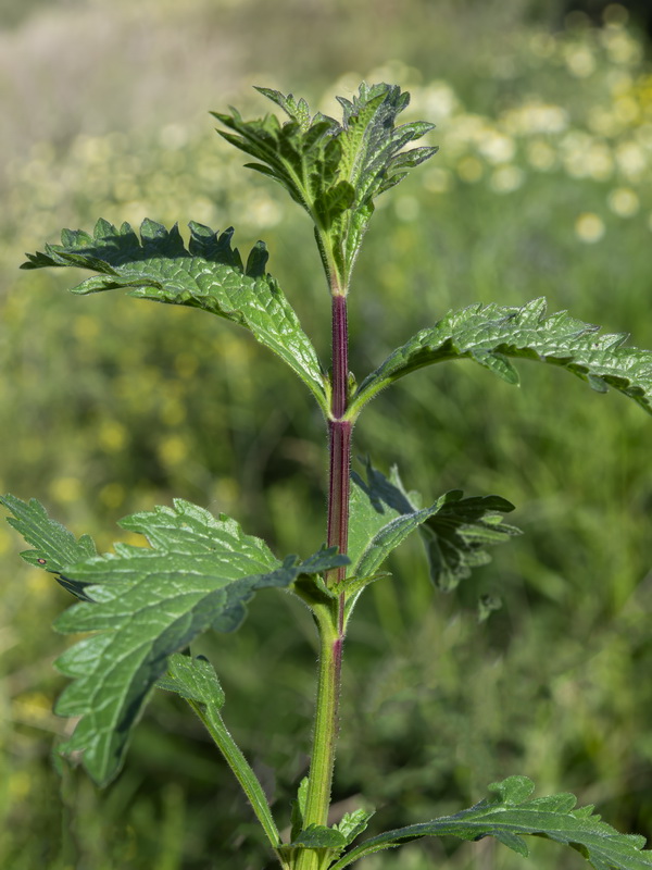 Verbena officinalis.18