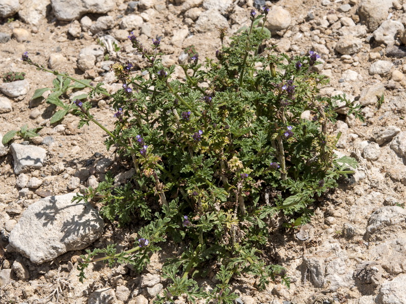 Verbena supina.02