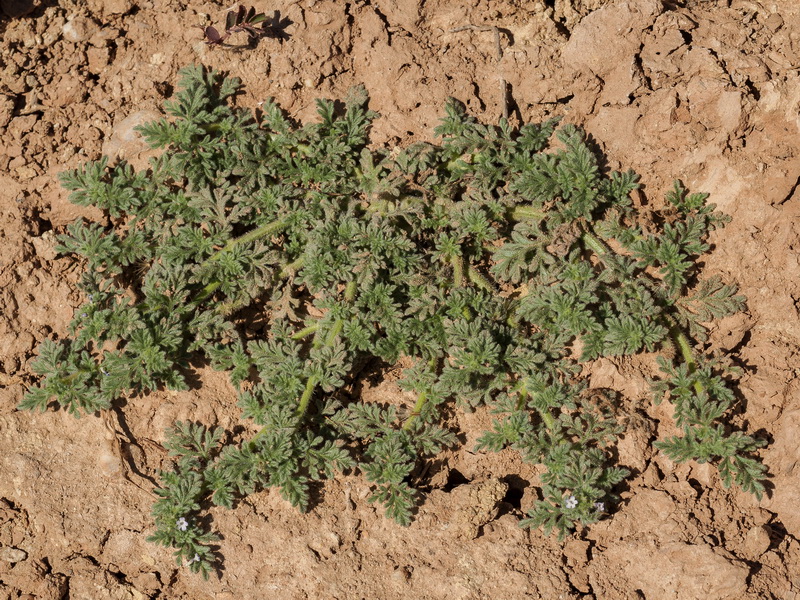 Verbena supina.04