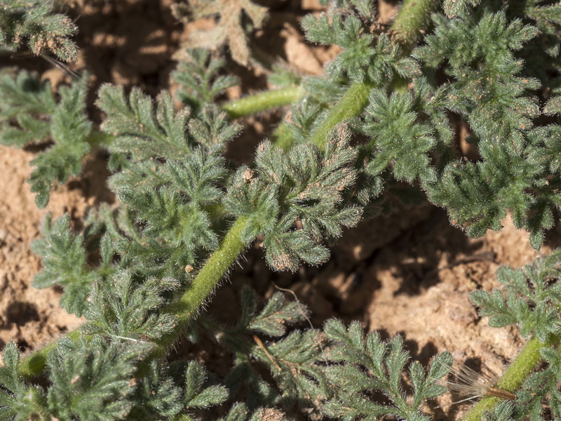 Verbena supina.05