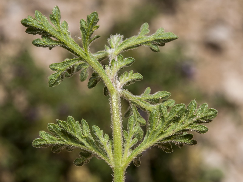 Verbena supina.07
