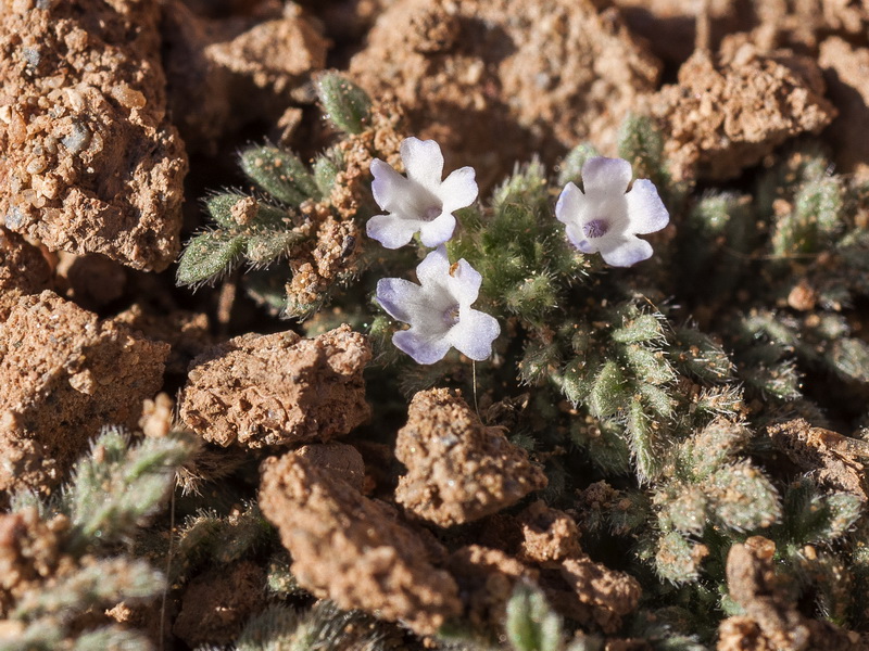 Verbena supina.09