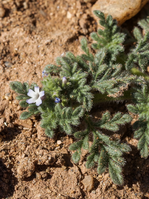 Verbena supina.11