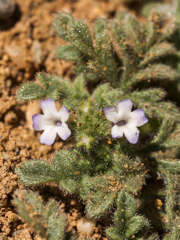 Verbena supina.12